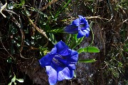 28 Genzianella di primavera (Gentiana verna)